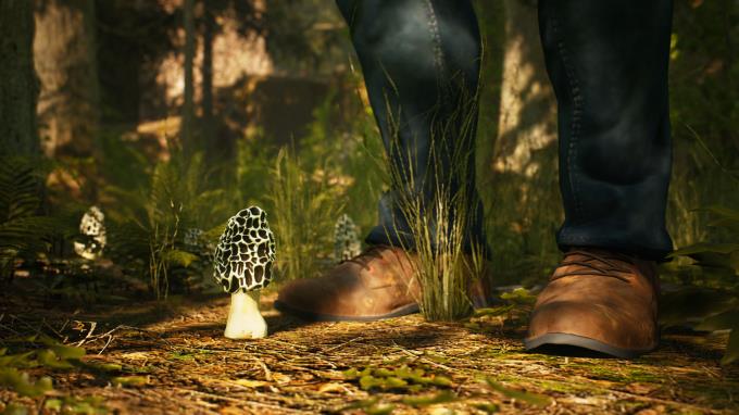 Morels: The Hunt Torrent Download